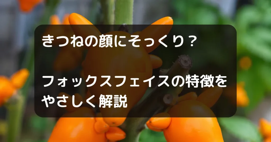 オックスフェイス　キャッチアイ