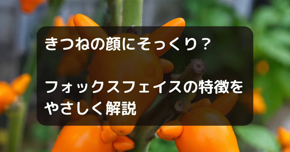 オックスフェイス　キャッチアイ