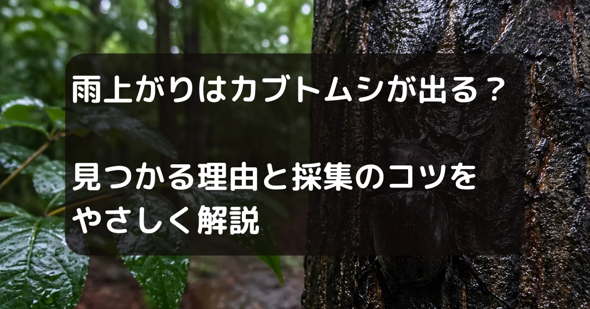 雨上がりにカブトムシがとれる？のキャッチアイ